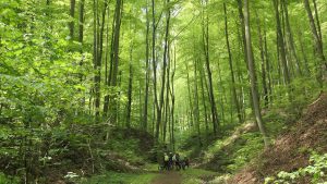 Odenwald – traumhaft schön, tolle MTB-Region